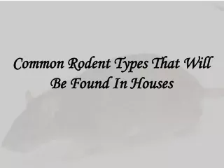 Common Rodent Types That Will Be Found In Houses