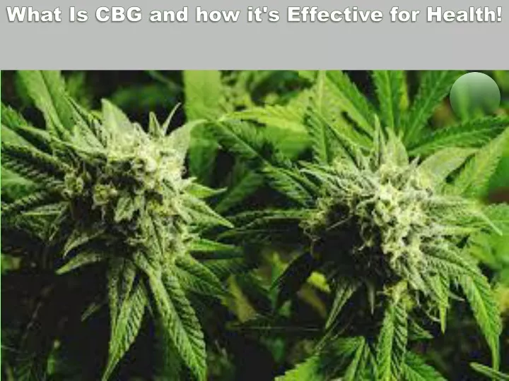what is cbg and how it s effective for health