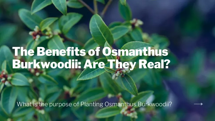 the benefits of osmanthus burkwoodii are they real