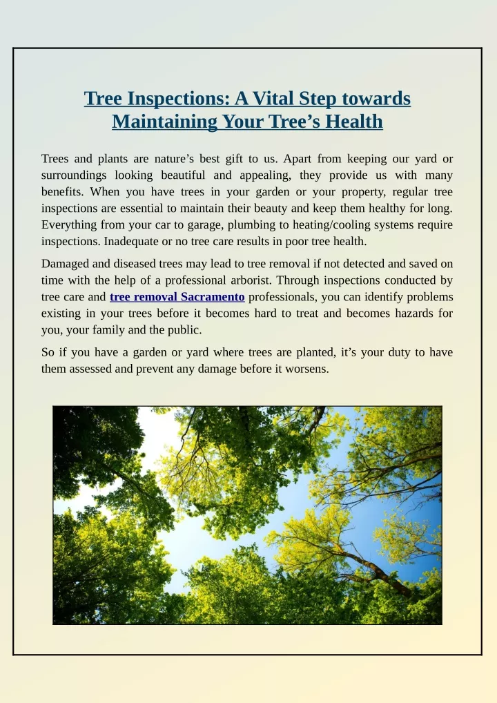 tree inspections a vital step towards maintaining