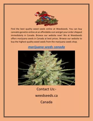 Canada Weed Seeds | Weedseeds.ca