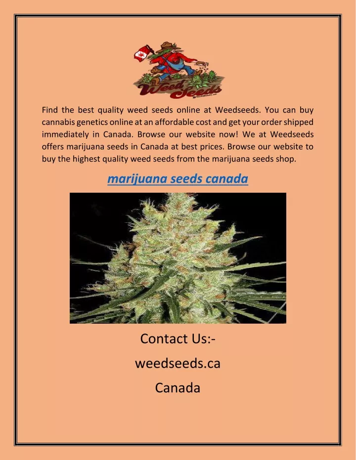 find the best quality weed seeds online
