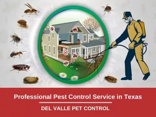 Professional Pest Control Service in Texas