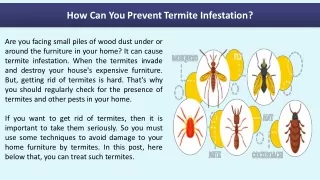 How Can You Prevent Termite Infestation