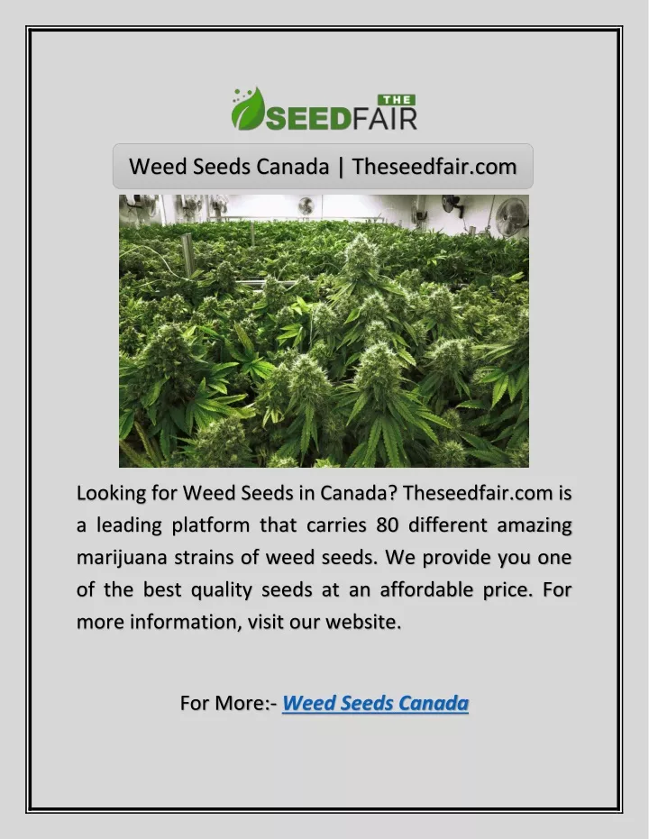 weed seeds canada theseedfair com