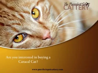 Are you interested in buying a Caracal Cat