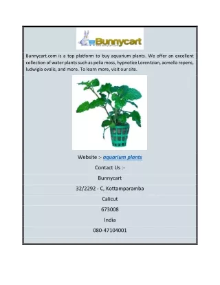 Aquarium Plants  Bunnycart.com