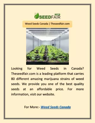 Weed Seeds Canada | Theseedfair.com