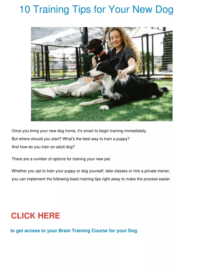 10 training tips for your new dog