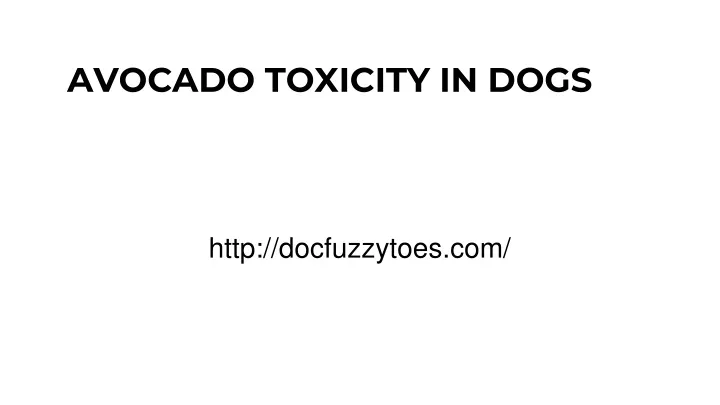 avocado toxicity in dogs