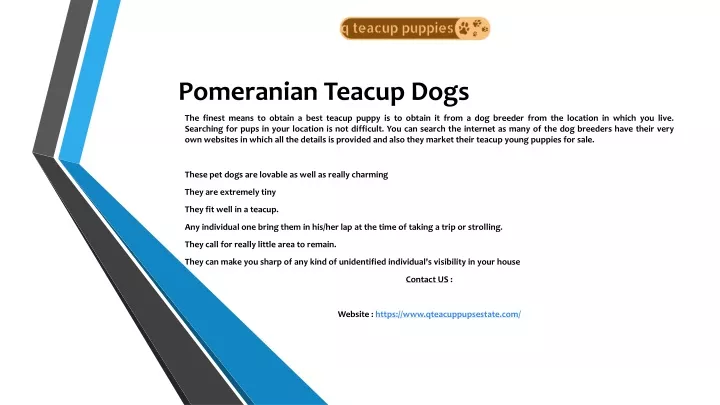 pomeranian teacup dogs