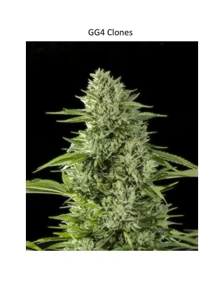 gg4 clones