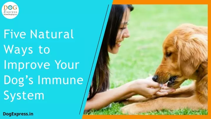 five natural ways to improve your dog s immune