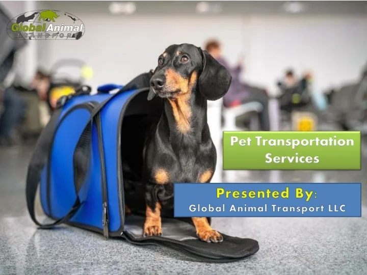 PPT Pet Transportation Services PowerPoint Presentation, free