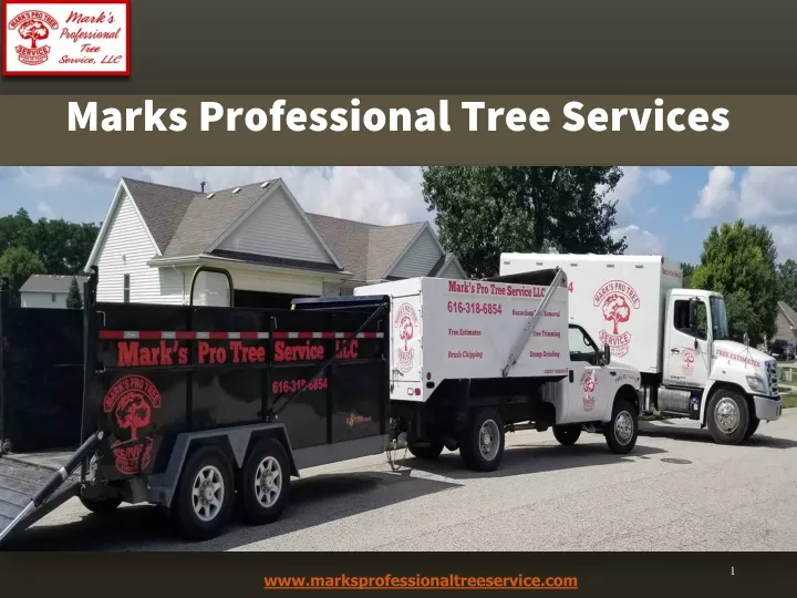 marks professional tree services