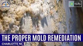 The Proper Mold Remediation in Charlotte NC