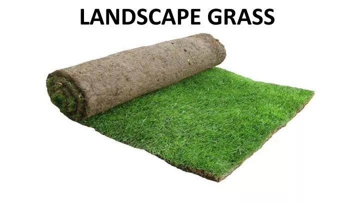 landscape grass