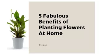 5 Fabulous benefits of planting flowers at Home