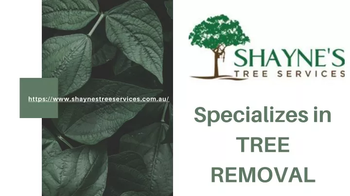 https www shaynestreeservices com au