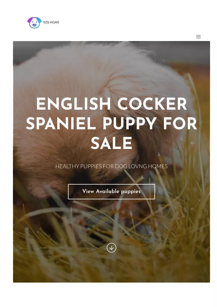 english cocker spaniel puppy for sale