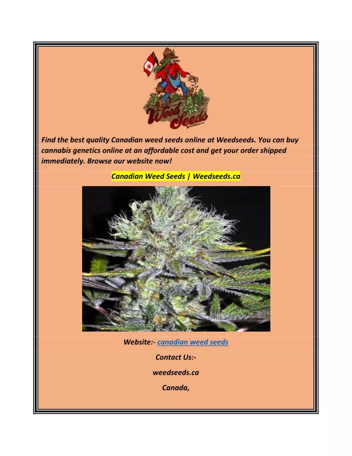 find the best quality canadian weed seeds online