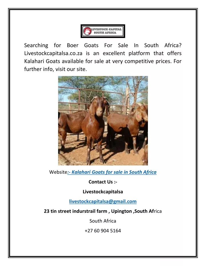 searching for boer goats for sale in south africa