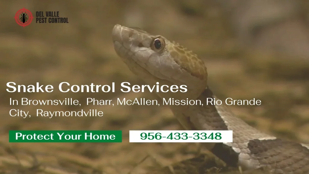 Snake Control Power PPT - Snake Control Services PowerPoint Presentation, free download ...
