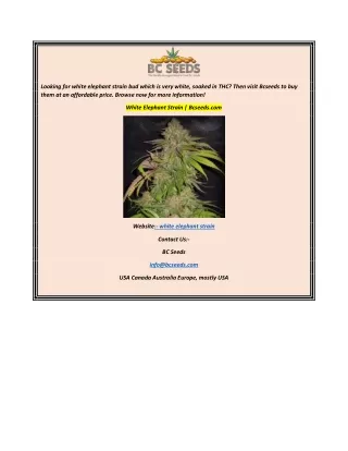 looking for white elephant strain bud which