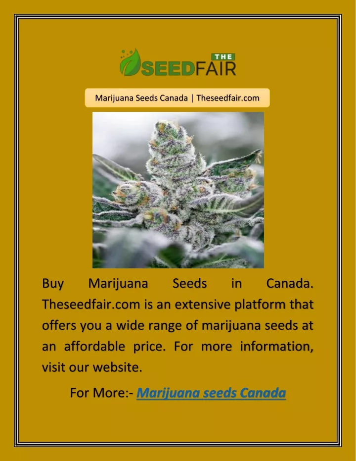 marijuana seeds canada theseedfair com