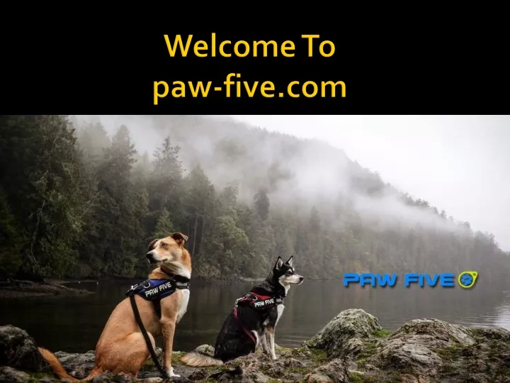 welcome to paw five com