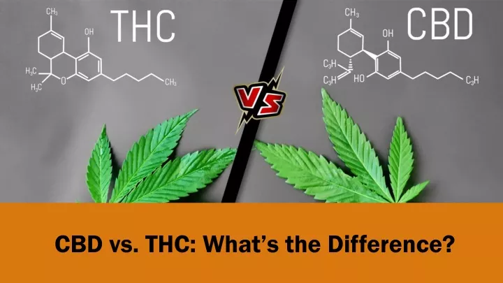 cbd vs thc what s the difference