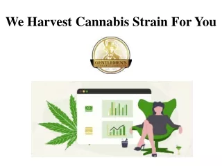We Harvest Cannabis Strain For You