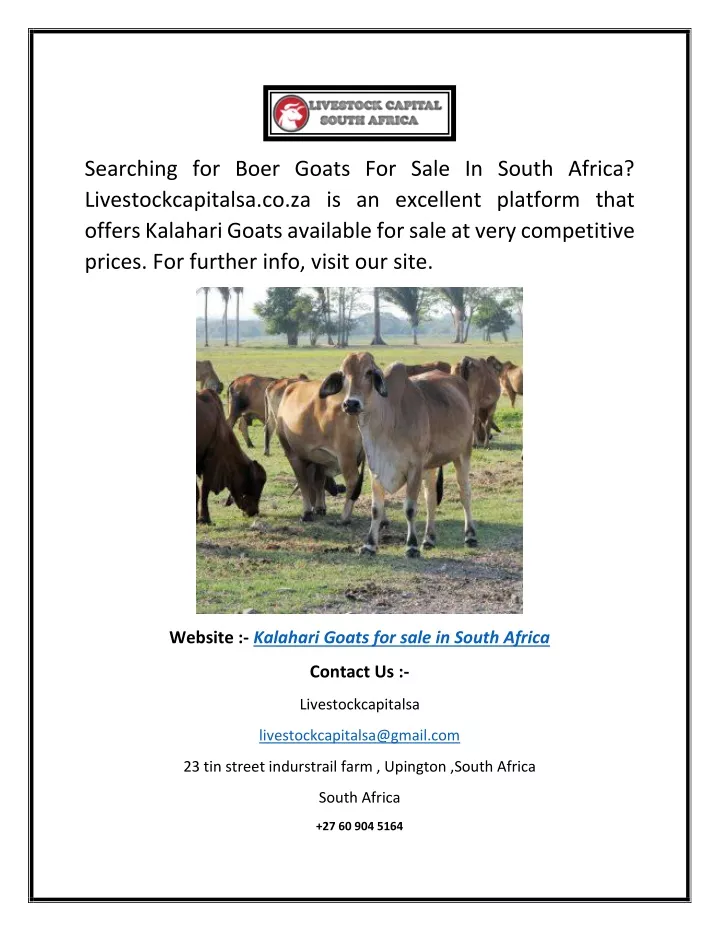 searching for boer goats for sale in south africa