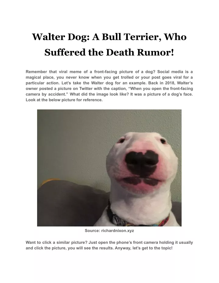 walter dog a bull terrier who