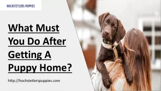 What Must You Do After Getting A Puppy Home?