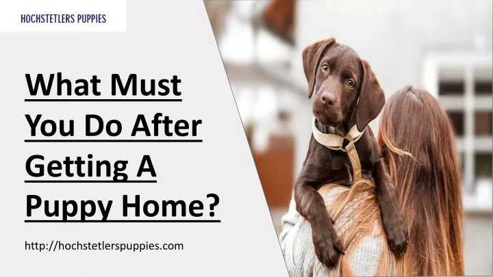 what must you do after getting a puppy home