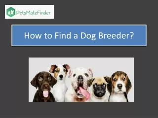 How to Find a Dog Breeder?