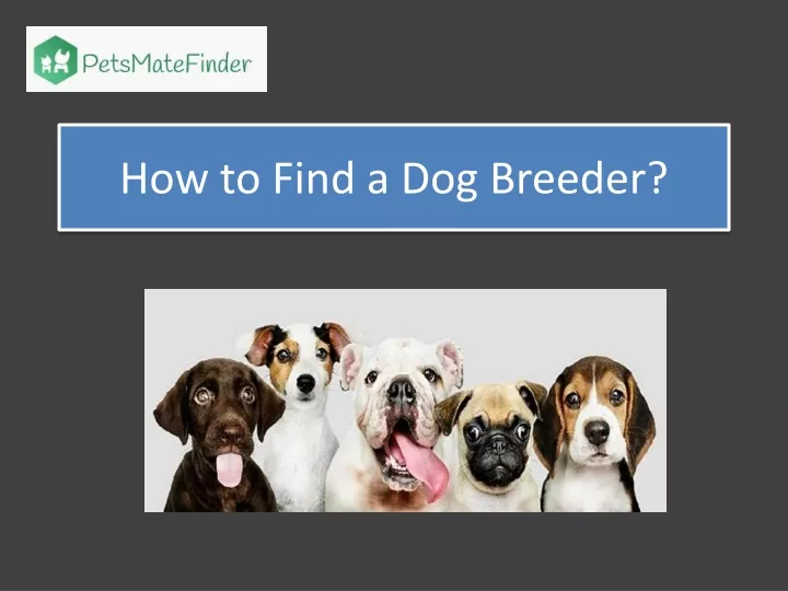 how to find a dog breeder