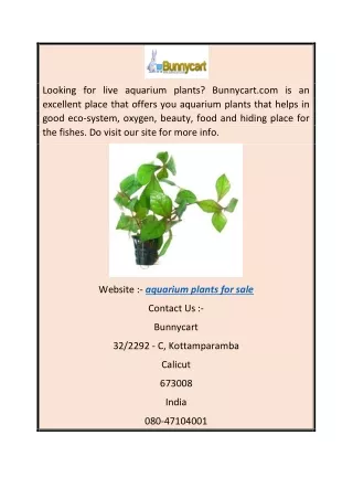Aquarium Plants for Sale  Bunnycart.com (1)
