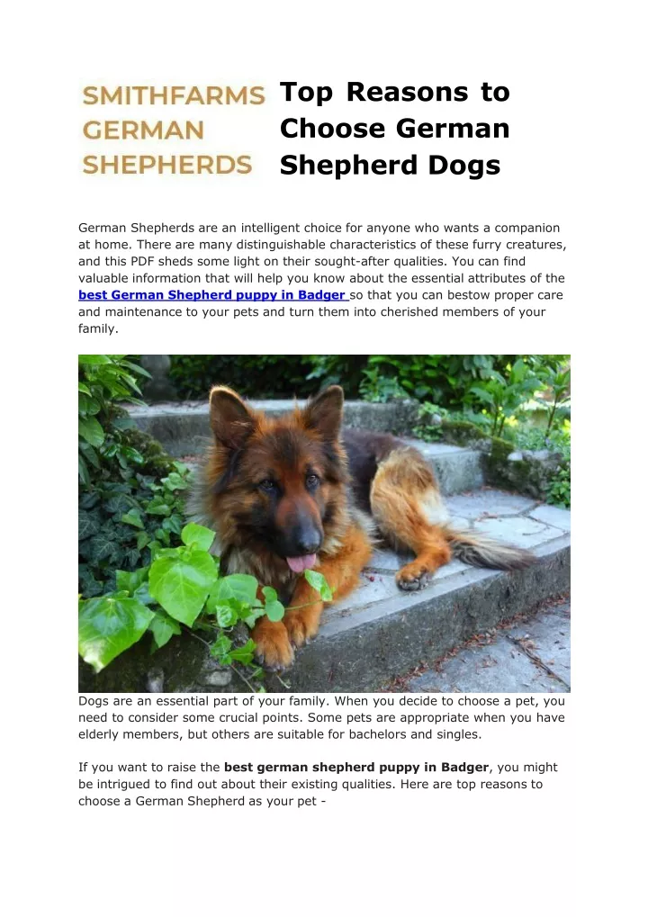 top reasons to choose german shepherd dogs