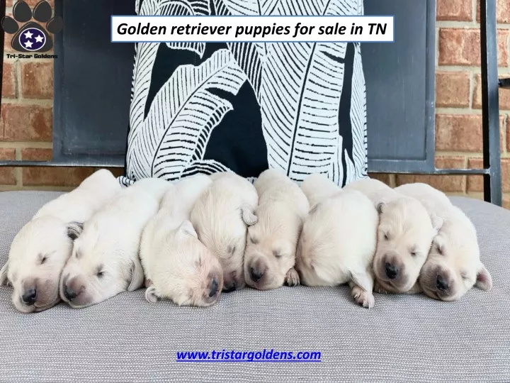 golden retriever puppies for sale in tn