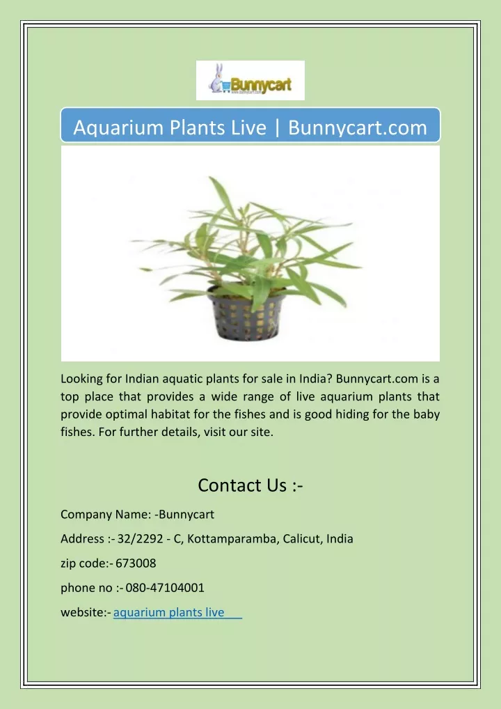 aquarium plants live bunnycart com