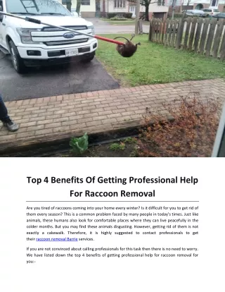 Top 4 Benefits Of Getting Professional Help For Raccoon Removal