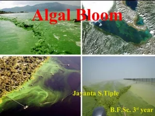algal bloom