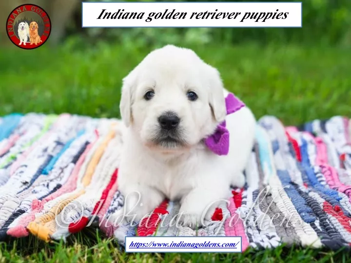 indiana golden retriever puppies