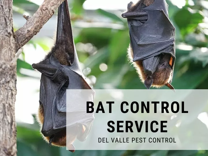 bat control service del valle pest control