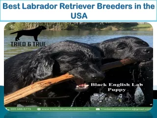 Best Labrador Retriever Breeders in the USA