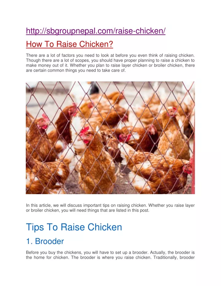 http sbgroupnepal com raise chicken how to raise