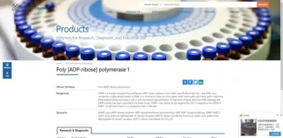 Poly [ADP-ribose] polymerase 1
