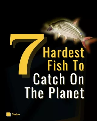 7 Hardest Fish To  Catch On The Planet - Your Next Trophy Fish